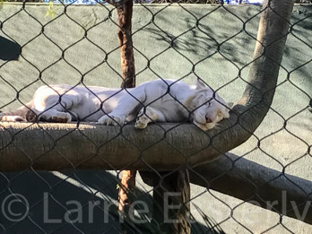 White Lion